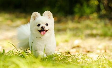 开宠物店需要什么?行业老手教你快速起步