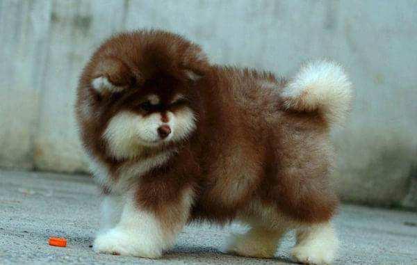 阿拉斯加几个月猛长,基本规律是这样的