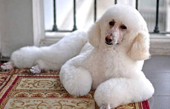 巨型贵宾犬小时候掉毛吗?主要还是看这些方面