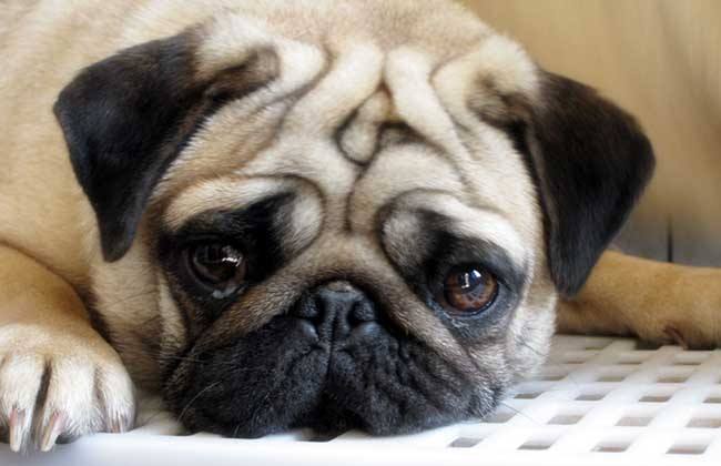 沙皮狗价格,各地城市价格差距大