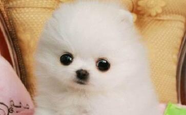 博美犬怎么训练?掌握好这些就容易多了