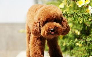 茶杯泰迪犬怎么训练，来看看训练师怎么说