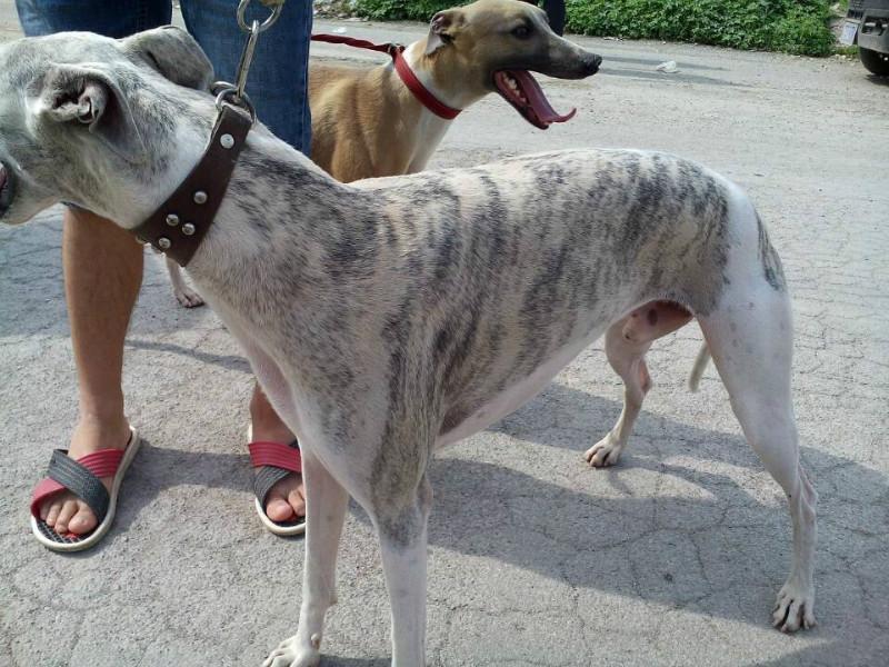 惠比特犬与格力犬区别,两者详细对比分析