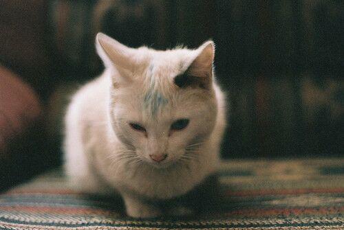 猫不吃猫粮怎么办,这些招式可以试试