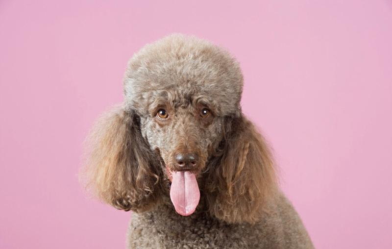 贵宾犬能吃骨头吗?现实中我们要这样做