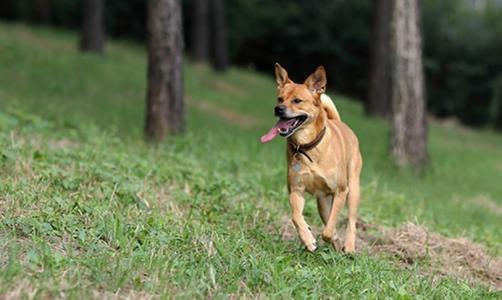 田园犬怎么训练,听小编细细道来