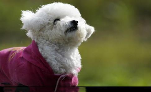 比熊犬喜欢吃什么?喜欢吃的东西可多了