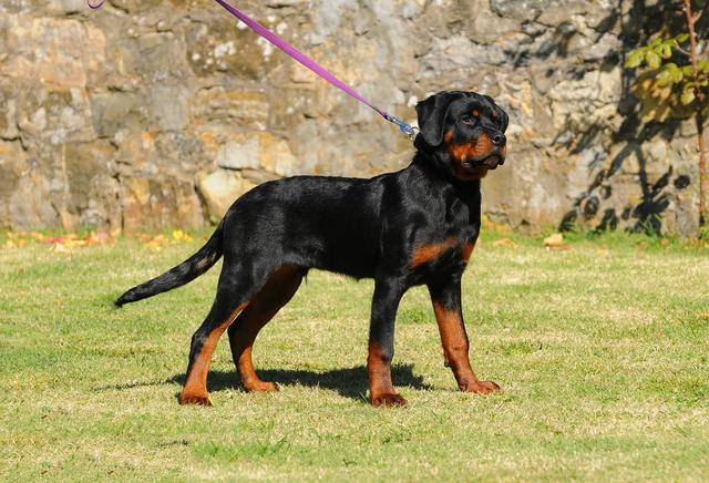 罗威纳犬能长多大,和小主人一起长大