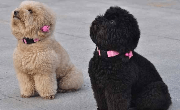 泰迪的颜色为什么会变浅？这几种原因都会导致