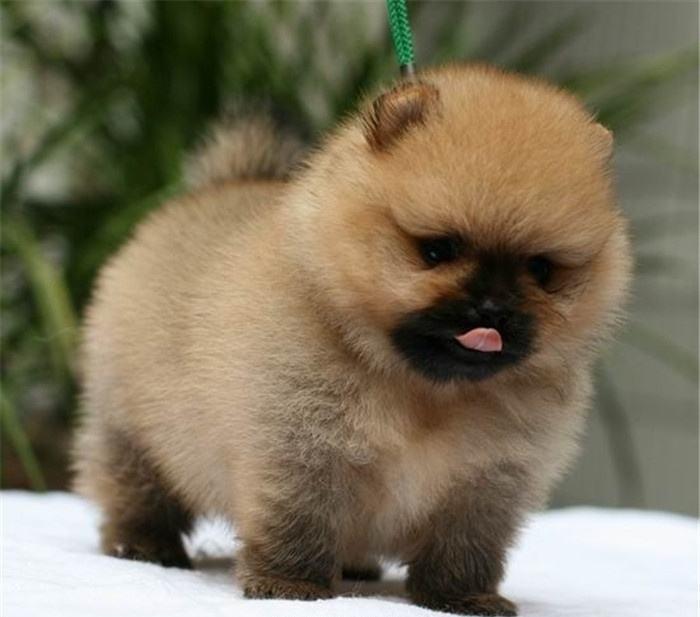 博美吃什么长胖，要有科学的饮食习惯