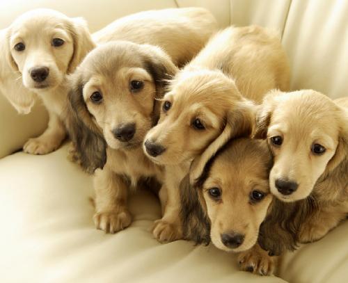 适合家养的小型犬，有没有你家狗狗