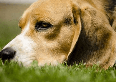 比格犬好训练吗,前提是要这样训练