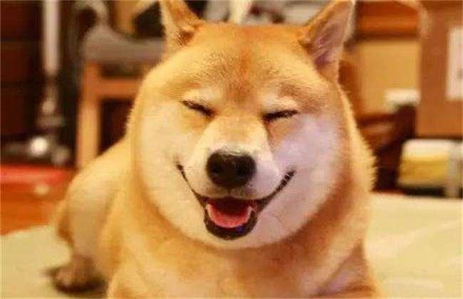 边境牧羊犬跟柴犬哪个好?实际上是比较难区分的