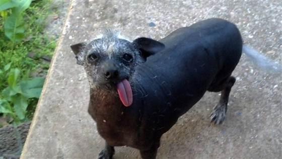 世界上最丑的狗,丑的有点不一样