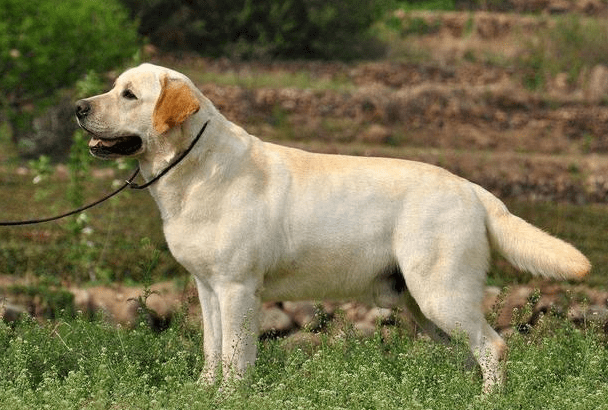 贵宾犬和拉布拉多哪个好养?综合来比一比