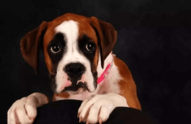 狗狗胆子小怎么治?通过这些方面来改善