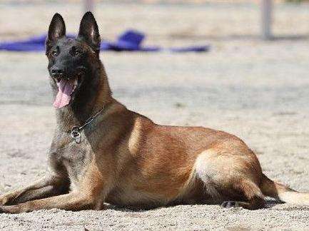 怎样训练马犬?训养计划很重要