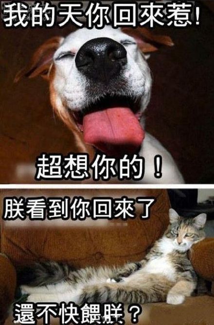 养猫还是养狗~来围观能否满足你的心意