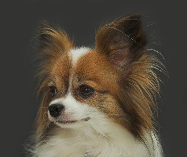 蝴蝶犬为什么禁养?你不了解的还有这些