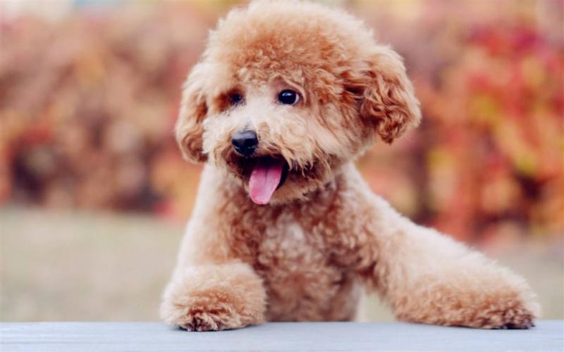 泰迪是什么犬,应该怎么训练它