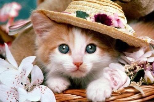 猫能吃鸡蛋吗?慎之慎之