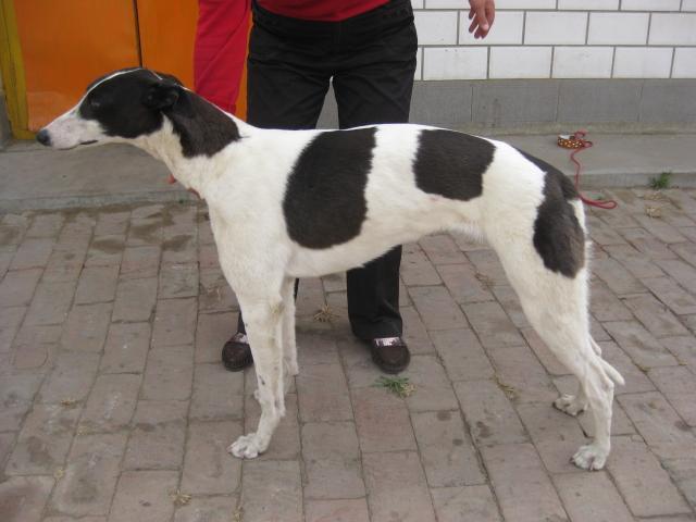 灵缇犬如何训练？这些小技巧你可了解