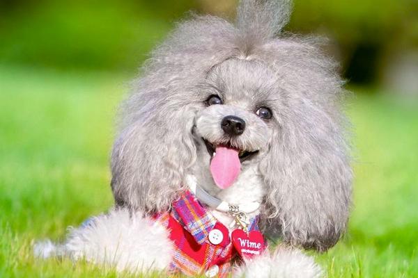 比熊犬和贵宾犬哪个听话？从这些方面可以看出