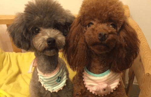 玩具泰迪能长多大?个子小也不输魅力