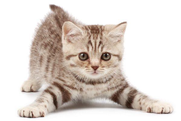 猫一直发出咕噜咕噜的声音,可能是这些原因