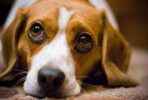 比格犬如何训练,了解比格犬训练小技巧