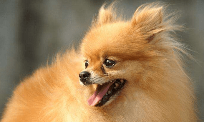 博美呕吐发抖怎么回事？这些情况都得排查