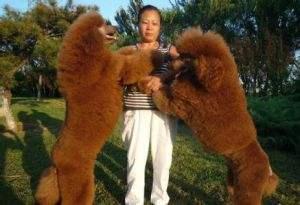 巨型贵宾犬小时候掉毛吗?主要还是看这些方面