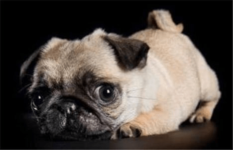 巴哥犬吃什么比较好,健康与否就看你了