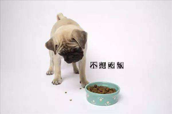 狗不吃饭怎么办? 这些情况你需知道