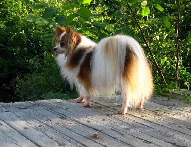 蝴蝶犬耳朵立不起来