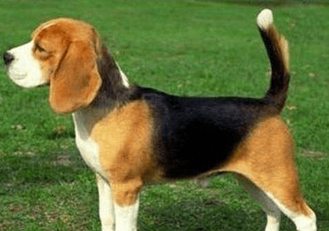 比格犬毛色变化别担心，并不是生病引起