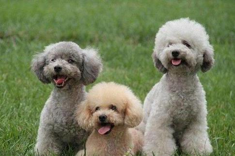 三个的贵宾犬能训练了吗?还是要看实用的方法