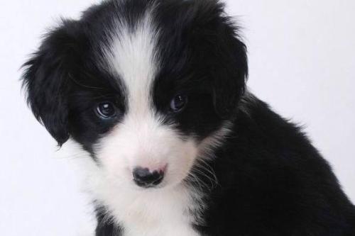 边境牧羊犬需要剃毛吗?行动前请先看完这些