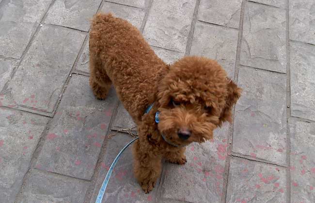 泰迪狗多少钱一只？大概价格其实是这么多