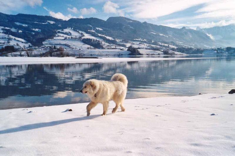 大白熊犬掉毛吗?答案不言而喻