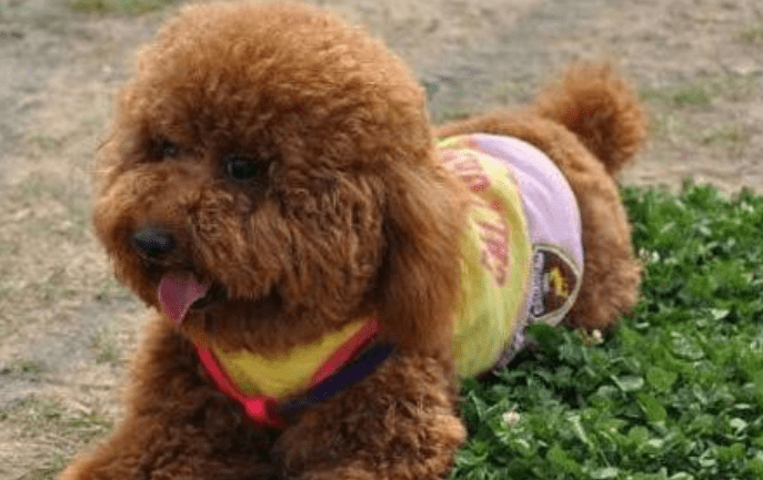 泰迪和贵宾犬一样吗?很多人都搞不太清楚