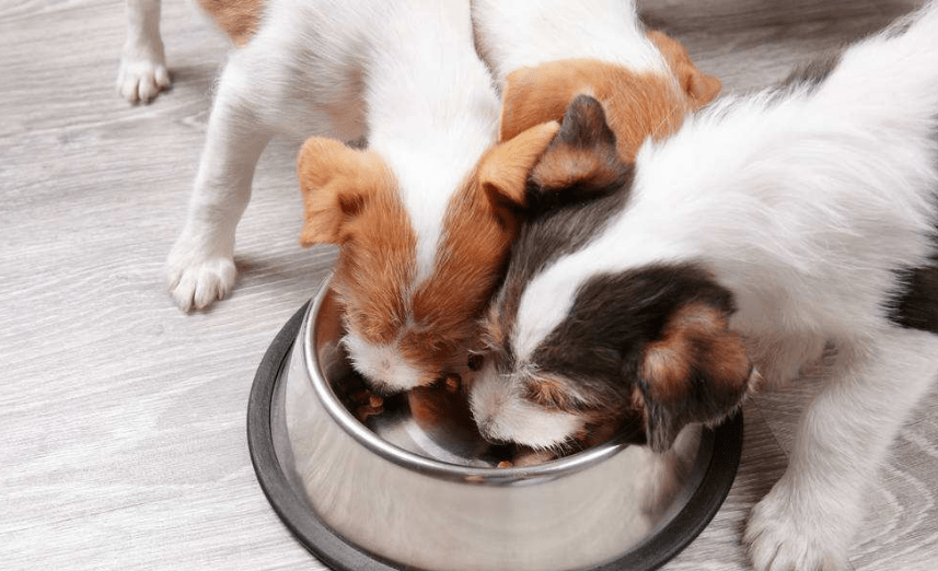 小狗吃多了怎么办 五大绝招完美解决