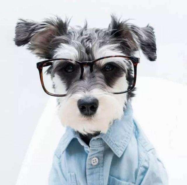 雪纳瑞多大开始训练？都是有个标准的