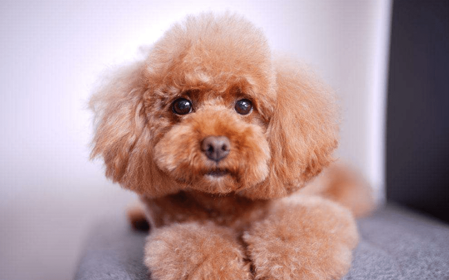 世界犬种智商排行 泰迪居然比金毛聪明