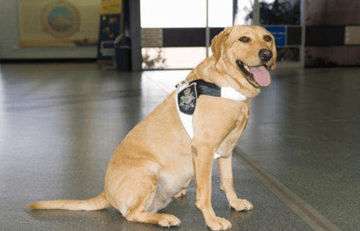 购买拉布拉多注意事项,观察好这几个重点