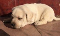 拉布拉多幼犬怎么训练?聪明的狗子该这样来