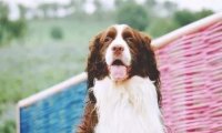 史宾格犬性格,那一瞬间你会不由自主的喜欢上它