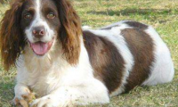 给史宾格犬吃什么食物最好?这些食物健康又美味