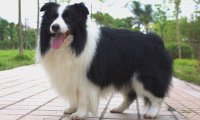 怎么训边境牧羊犬上厕所,就该要这样一步一步的来