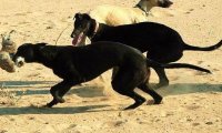 格力犬要怎么溜出快狗,跑步也是一种方法